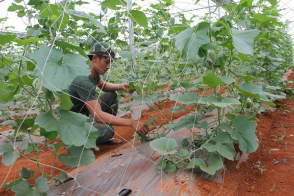 Mô hình trồng dưa lưới trong nhà màng đầu tiên tại Vĩnh Linh của chàng thanh niên trẻ tuổi bắt đầu từ tháng 7/2017. Với diện tích hơn 2.000m2, Vượng đã đầu tư số tiền lên tới gần 1 tỷ đồng. Ảnh: Dân Việt.