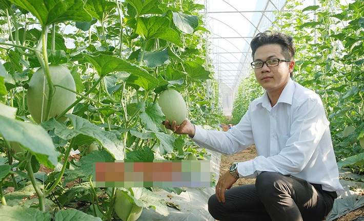 Cũng có niềm đam mê với trồng trọt, chàng trai trẻ Đào Minh Tân (1987), xã Tiến Hưng, thị xã Đồng Xoài (Bình Phước) đã thành công với mô hình phát triển kinh tế trồng dưa lưới công nghệ cao. Đầu tư 300 triệu đồng, sau 65-70 ngày, vụ đầu tiên Tân thu lãi 45 triệu đồng. Ảnh: Báo Bình Phước.