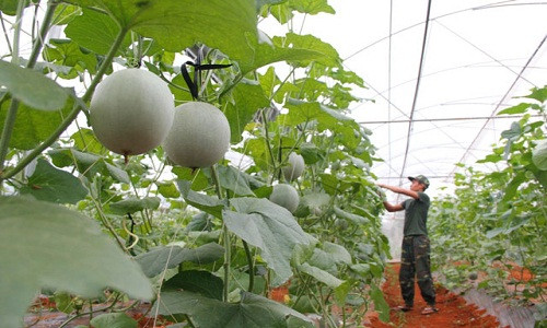 Đến nay, những quả dưa lưới trọng lượng 1,5 kg sắp thu hoạch, bán với giá 40-50.000 đồng/kg, hứa hẹn cho thu nhập hàng trăm triệu đồng. Ảnh: Dân Việt.