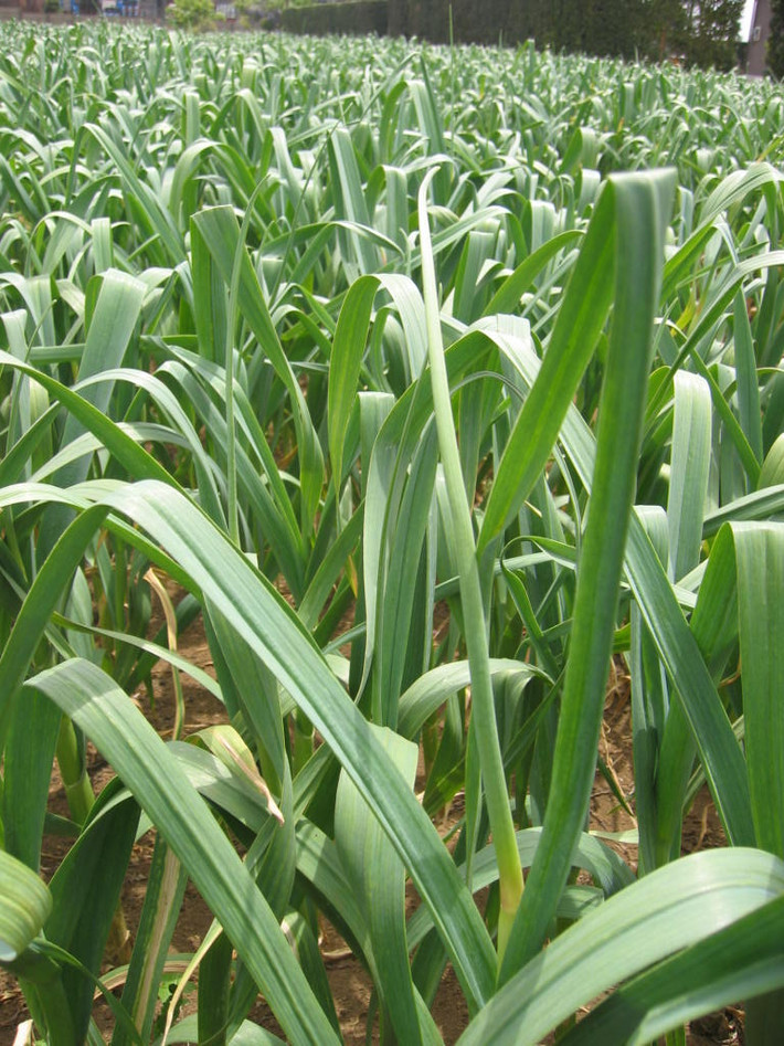 Lá tỏi cao tới 45-50cm. Ảnh: 3fresh.