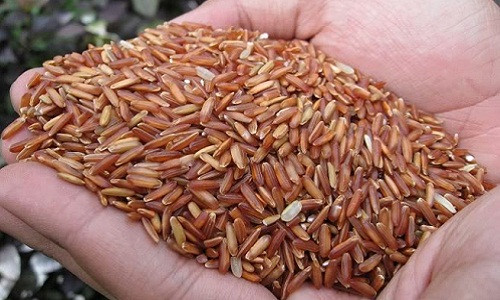 Gạo huyết rồng là một đặc sản của Việt Nam được trồng ở vùng nước mặn lấp xấp. Ảnh: Cooky.