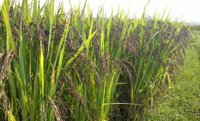 Nhờ vậy, việc sử dụng phân bón, thuốc diệt cỏ và thuốc trừ sâu trong quá trình canh tác lúa huyết rồng giảm tối đa, đem lại sản phẩm nông nghiệp sạch, phù hợp với xu thế tiêu dùng hiện nay. Ảnh: Nhanthuyfood.