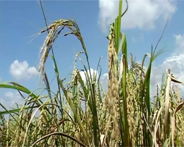 Gạo huyết rồng là một loại giống lúa thân cao, cây lúa trung bình chừng 1 mét, có cây cao hơn 1,5 mét. Ảnh: Báo Long An.