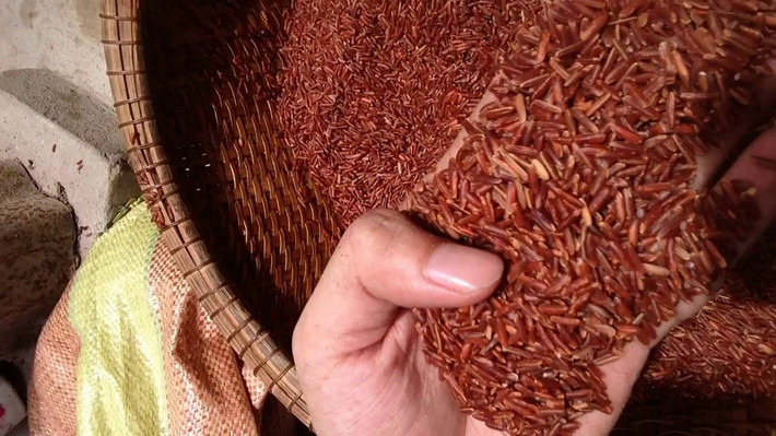 Giống lúa huyết rồng sinh trưởng trong thời gian dài (6 tháng) và chỉ trồng duy nhất 1 mùa trong năm. Ảnh: Youtube.