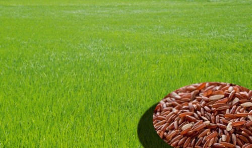 Có nguồn gốc từ lúa hoang, lúa huyết rồng có sức sống bền bỉ, lấn át cả cỏ dại..Ảnh: Báo Long An.
