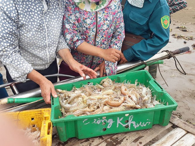 Trung bình mỗi chuyến đi, mỗi bè đánh được từ 15 - 20kg tôm tít với giá dao động từ 80.000 - 100.000 đồng/kg, ngư dân thu được khoảng 1,5 - 2 triệu đồng. (Ảnh: Báo Dân trí)./.