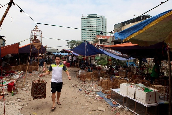 Khu chợ chim cảnh Hoàng Hoa Thám tọa lạc trên bãi đất trống gần ngã tư Văn Cao – Hồ Tây. Chợ được họp định kỳ vào buổi sáng những ngày âm lịch mùng 4, 9, 14, 19, 24 và 29 hàng tháng. Ảnh: Mytour.
