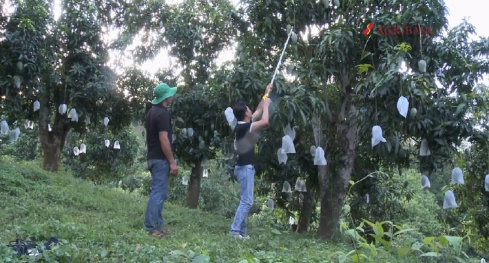 Năm 2017, diện tích xoài ở Yên Châu là 860 ha, trong đó xoài tròn bản địa khoảng 200 ha. Ảnh: Agribank.