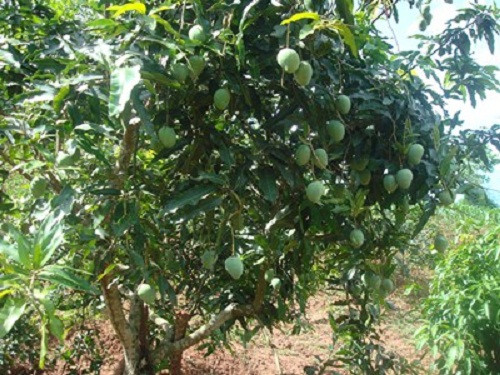 Giống xoài tròn được bà con trồng nhiều hơn cả bởi loại xoài này quả nhỏ, hạt vừa phải mà ăn ngọt đậm, thịt mềm, mùi thơm lâu. Ảnh: Asean travel.