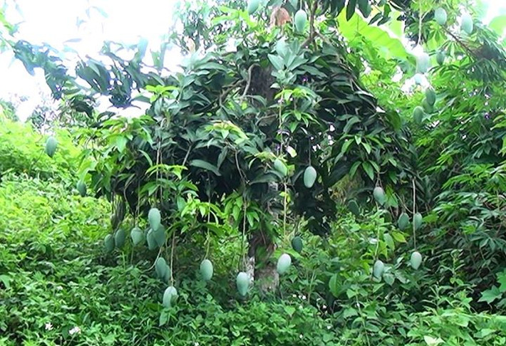 Đặc trưng về địa hình cùng với sự đa dạng của những con suối là một trong những yếu tố giúp xoài Yên Châu có chất lượng thơm ngon và khác hẳn giống xoài ở nơi khác. Ảnh: Langmoi.