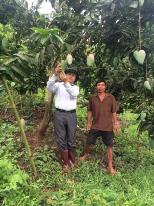 Vừa qua, xoài Sơn La đã được xuất khẩu chào hàng với số lượng từ 2-5 tấn. Sang năm 2018 sẽ chính thức xuất khẩu sang các thị trường Úc, Thụy Sỹ. Ảnh: Dangcongsan.