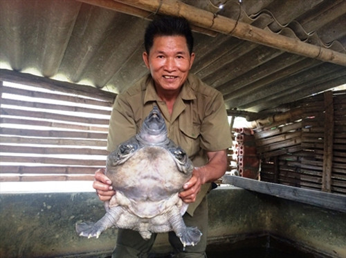 Cũng ở xã Thiệu Hợp, huyện Thiệu Hóa, Thanh Hóa, ông Đỗ Hữu Nhung nuôi hơn 100 cặp rùa bố mẹ, 60 – 70 con rùa thịt. Ảnh: Nông Nghiệp.