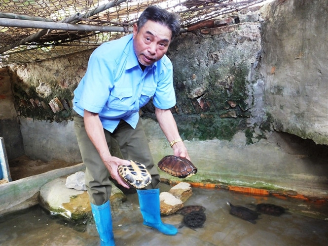Trang trại của gia đình ông Phan Văn Quyền (xã Thiệu Hợp, huyện Thiệu Hóa, Thanh Hóa) nuôi khoảng 100 con rùa. Với giá bán trung bình 1 triệu đồng/con, ông Quyền thu lãi cả trăm triệu đồng mỗi năm. Ảnh: Nông Nghiệp.