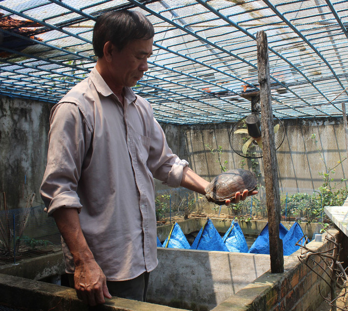 Ông Phạm Ngọc Hoàng được biết tới là một tỉ phú về rùa nước ở khu phố 4, thị trấn Hai Riêng, huyện Sông Hinh, Phú Yên. Ảnh: Báo Phú Yên.