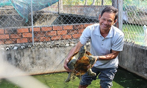 Lão nông Trần Việt Bắc ở xã Hồ Thị Kỷ, huyện Thới Bình, tỉnh Cà Mau được nổi tiếng với trang trại rùa quý hiếm. Ảnh: Báo Cà Mau.
