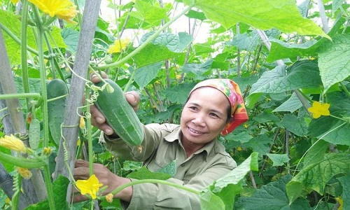 Nhờ chăm sóc tốt, ruộng dưa chuột năm nay rất sai quả, chất lượng đồng đều.