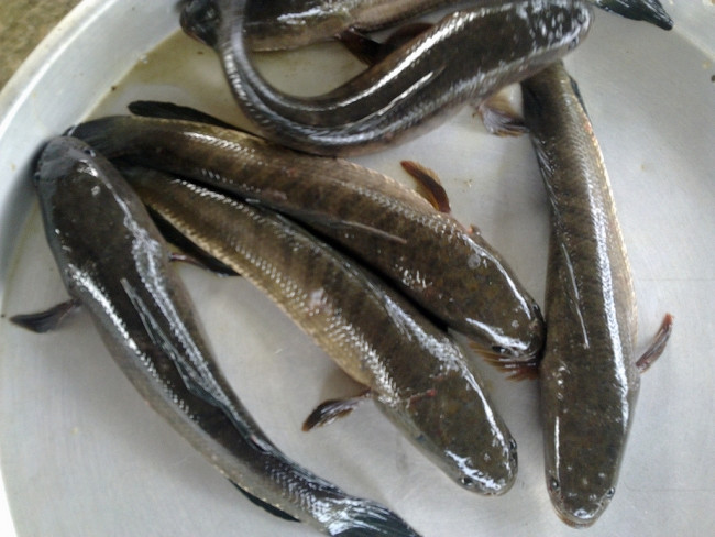 Để làm ra những con cá khô cá lóc ngon, ngọt và thịt dai nhất, nguyên liệu phải là cá lóc còn sống, tươi ngon. Ảnh: Goodprice.
