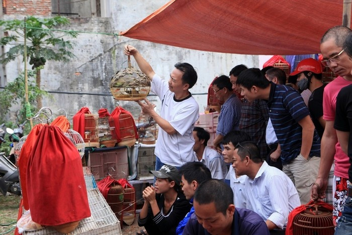 Tại đây, khách mua sẽ được tiếp xúc với nhiều loài chim như cu gáy, họa mi, yến oanh, vàng khuyên, sáo, chích chòe, chào mào...Ảnh: Mytour.