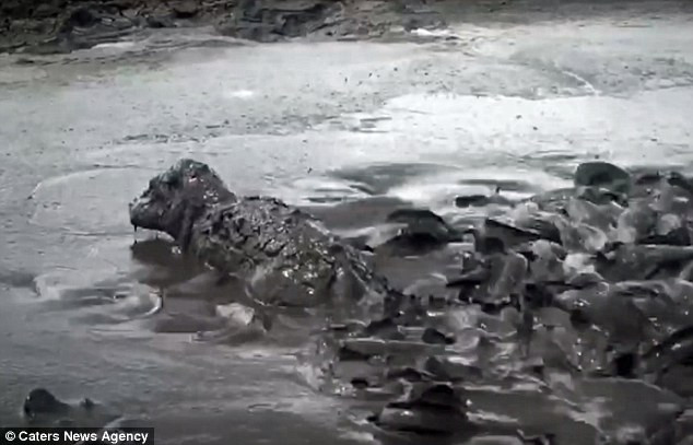 Hà mã con tên Humpty bị mắc kẹt trong một hố bùn trong rừng Kiunga ở Kenya. (Nguồn Daily Mail)