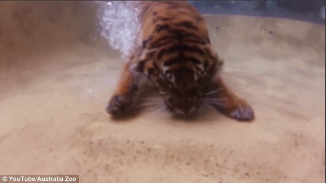 Hai loài hổ được nuôi dưỡng tại các vườn thú ở Australia là Sumatran và Bengal (Nguồn Daily Mail)