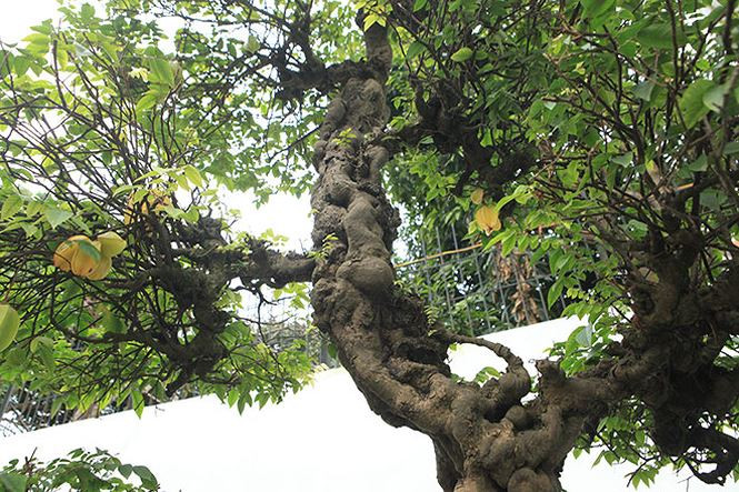 Giá trị của cặp khế cổ khoảng hơn 10 tỷ đồng. Ảnh: Vietnamnet.