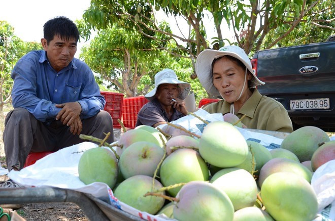 Vợ chồng ông Ngô Trong và bà Lê Thị Hồng Mai (Cam Lâm, tỉnh Khánh Hòa) cũng thu về hơn 1 tỷ đồng từ 13ha vườn xoài Úc nhập ngoại. Ảnh: LĐO.