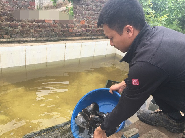Thức ăn chủ yếu của trai là tảo. Trong bể, Tùng nuôi kết hợp cá chép với tảo. Cá chép có nhiệm vụ khoắng nước dưới bể giúp tảo bám vào thành túi, cung cấp thức ăn cho trai. Ảnh: Dân Việt.