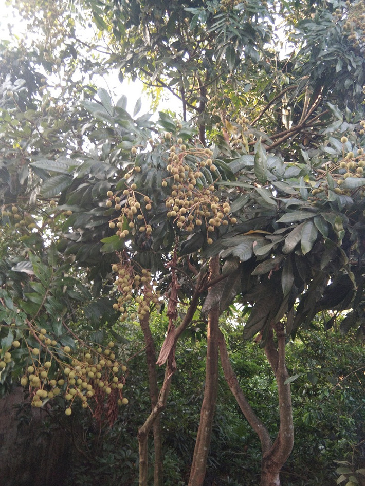 Đến thăm vùng trồng nhãn ở huyện Khoái Châu, Yên Mỹ (Hưng Yên), thời điểm này nhãn đã đậu quả non, to bằng đầu đũa.