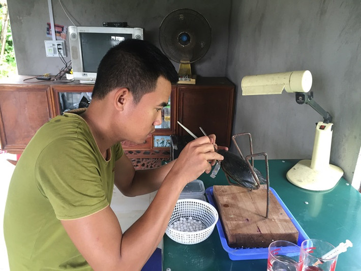 Anh Nguyễn Văn Tùng (thôn Dộc Lịch, xã Hướng Đạo, Tam Dương, Vĩnh Phúc) cũng thành công với nghề nuôi trai cấy ngọc. Ở lứa đầu tiên, với hơn 500 con trai, anh Tùng thu 1.000 viên ngọc, với giá bán 400.000 đồng/viên, trừ chi phí anh thu lãi hơn 300 triệu đồng/lứa. Ảnh: Baovinhphuc.