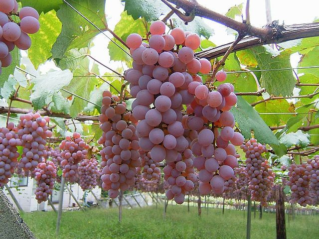 Yamanashi cũng là vùng trồng nho nổi tiếng ở Nhật Bản.