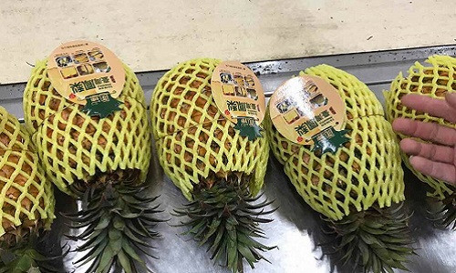 Trong khi dứa Việt bày bán la liệt ngoài chợ với giá chỉ từ 5.000 - 10.000 đồng/quả vẫn ế thì dứa Đài Loan có giá bán hơn 100.000 đồng/quả lại đắt hàng. Ảnh: Oanhtraicay.