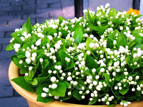 Cây hoa nhài thường ra hoa quanh năm nhưng rộ nhất là vào mùa hè khi thời tiết ấm áp, hoa thường nở và tỏa hương thơm ngát vào ban đêm. Ảnh: Hoadepvietnam.