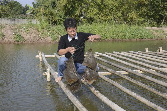 Hiện, doanh nghiệp tư nhân của anh Việt nuôi 4 dòng trai nước ngọt phổ biến và sản xuất ra những viên ngọc trai nước ngọt có kích cỡ lớn nhất thế giới. Ảnh: Nongnghiep.