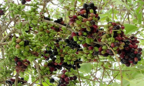 Tháng 4 đến tháng 7 âm lịch hàng năm là mùa trâm rừng sai trái ở vùng Bảy Núi (An Giang). Ảnh: Baoangiang.