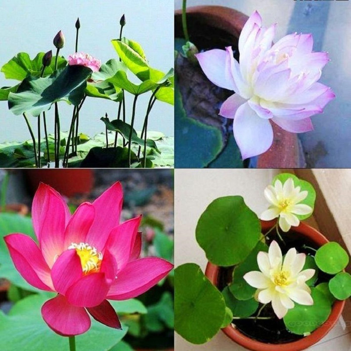 Các loại sen dễ trồng trong mùa hè là sen ta, sen mini nhật, sen cạn. Ảnh: Hatgiongphuongnam.