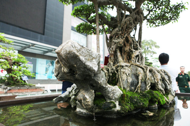 Trong một triển lãm sinh vật cảnh, cây sanh "mâm xôi con gà" được định giá 6 triệu USD (tương đương với 120 tỷ đồng). Ảnh: Dân Việt.