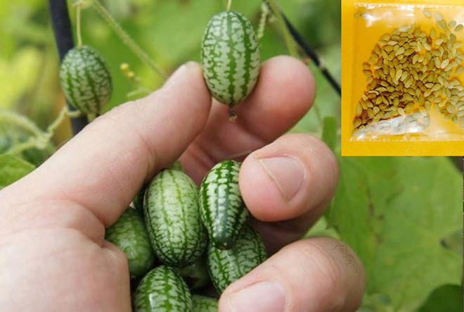 Thời điểm sốt, hạt giống loại dưa này có giá bán lẻ tại Hà Nội là 20.000 - 25.000 đồng/hạt. Ảnh: Zing.