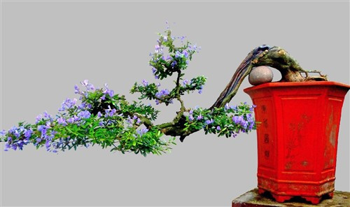 Linh sam dáng huyền. Ảnh: Bonsaiart.