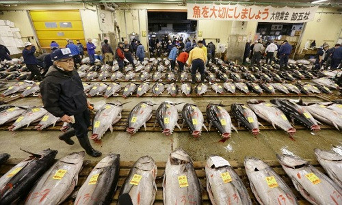 Thành lập năm 1935, chợ Tsukiji (Tokyo, Nhật Bản) là một trong những chợ cá lớn nhất thế giới. Hàng ngày, vào lúc 5h sáng chợ Tsukiji sẽ diễn ra buổi đấu giá cá ngừ nổi tiếng. Ảnh: Japantimes.