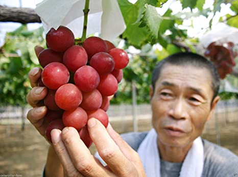 Nho Ruby Roman là thành quả lao động không ngừng nghỉ trong suốt hơn 14 năm trời của nông dân và chính quyền tỉnh Ishikawa từ 1992. Ảnh: Amazon.