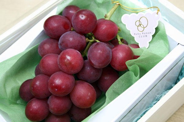Tháng 8 là thời điểm thu hoạch nho Ruby Roman Nhật Bản. Trọng lượng chùm, số trái mỗi chùm, trọng lượng gốc, biểu đồ màu quả nho được ghi lại và tiếp tục cập nhật theo từng năm. Ảnh: BI.