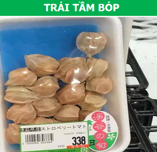 Ở Việt Nam, quả tầm bóp gần như là vô dụng, chẳng ai mua bán loại quả này, cũng không dùng làm thực phẩm. Tuy nhiên, tại Nhật Bản, trái tầm bóp lại được mọi người ví như “vàng” vì họ tin rằng trong loại quả này chứa rất nhiều chất bổ dưỡng và giúp chữa bệnh. Ảnh: Facebook