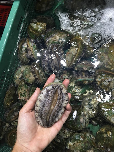Vài năm gần đây, do biến đổi khí hậu nên số lượng tự nhiên không còn nhiều như trước, khiến giá bào ngư ngày càng đắt đỏ. Ảnh: Haisanthuytrieu.