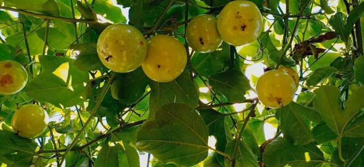 Tương tự, chị Thanh (Triều Khúc, Hà Nội) cũng thường gom chung với chị em trong cơ quan mua chanh leo ngọt. Mỗi lần gom chung được vài chục kg, rẻ hơn 10.000 - 15.000 đồng/kg ở cửa hàng.