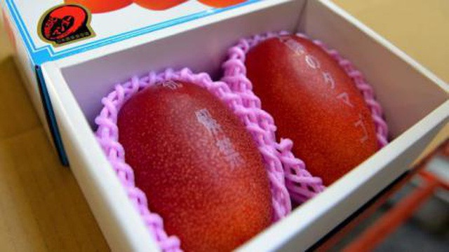 Loại xoài này đắt đỏ vì quá trình trồng trọt tỉ mỉ, được bao bọc bởi một lớp lưới nhỏ để đảm bảo ánh sáng chạm đến mọi ngóc ngách, giúp quả xoài chín có màu sắc đều nhau. Đặc biệt, người trồng sẽ không hái xoài bằng tay mà để tự rụng. Ảnh: Getty Image.