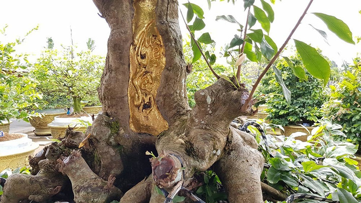 Ngoài ra, phần gốc của cây mai có rất nhiều u cục lớn, trong đó có nhiều hình dáng của các con rồng tụ lại. Ảnh: Vietnamnet.