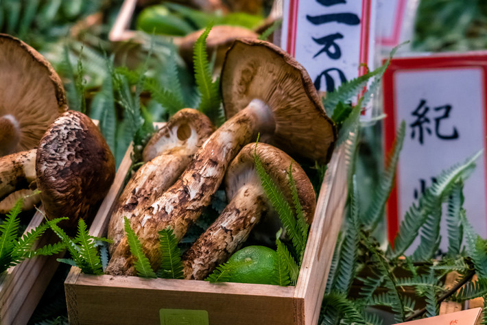 Nấm tùng nhung hay còn gọi là nấm matsutake thường mọc dưới gốc cây lá kim. Ảnh: Asahi.
