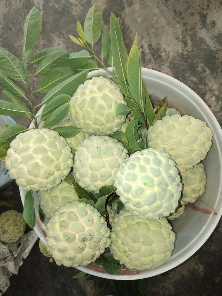 Với những quả na có nhiều vết nứt nẻ, va chạm và ở các vết đó có dấu hiệu chảy nước, tuyệt đối không chọn bởi na ăn sẽ không ngon, vị ủng, có thể bị ủ hóa chất kích chín.