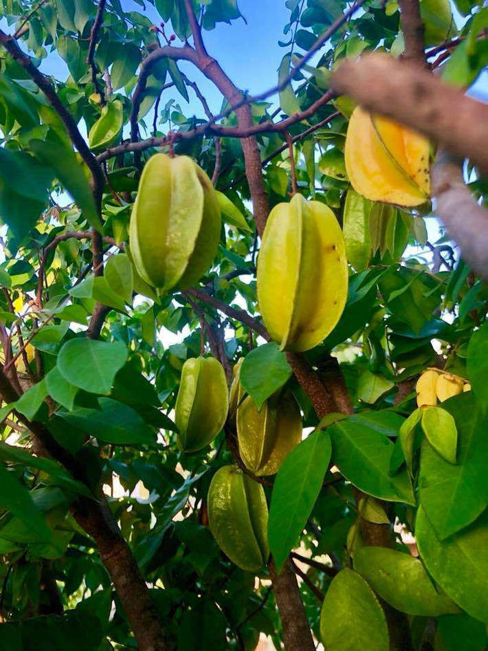 Nhưng phần đặc biệt nhất trong căn biệt thự chính là khu sân thượng với vườn cây thu nhỏ.