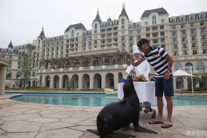 Để ăn mừng sinh nhật của một con sư tử biển vốn là thú cưng của mình, một đại gia Trung Quốc trẻ tuổi đã bao trọn cả khu bể bơi của khách sạn 5 sao ở thành phố Thanh Đảo, tỉnh Sơn Đông.